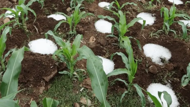 Agua en Polvo: Una Invención Mexicana que Puede Salvar las Cosechas y Combatir la Sequía 🌱💧