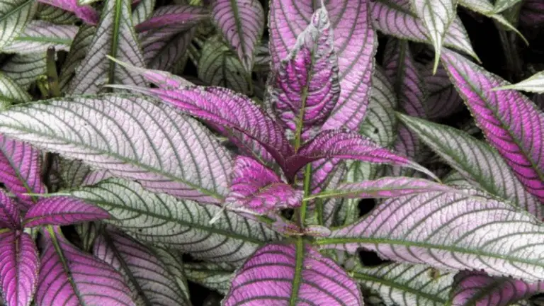 La Magnífica Planta Conocida como Escudo Persa Rosa 🌸