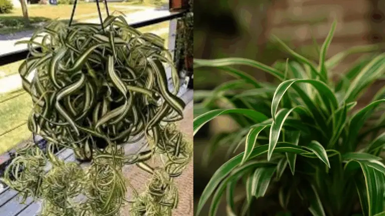 Cuidados Básicos para la Planta de Araña 🎍🌿