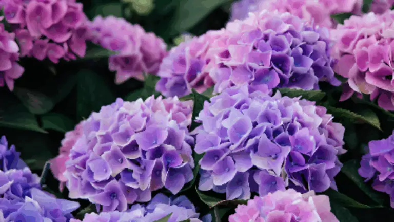 Poda Tus Hortensias Correctamente y Disfruta de una Explosión de Flores