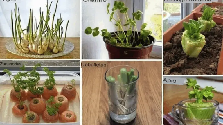 Transforma tus Desechos de Cocina en Verduras Frescas con Estos Sencillos Consejos de Re cultivo