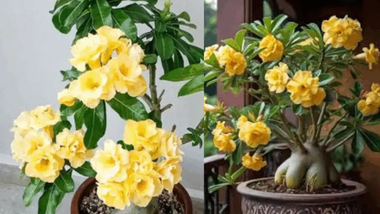 La Bellísima Rosa del Desierto: Un Explosión de Flores Amarillas