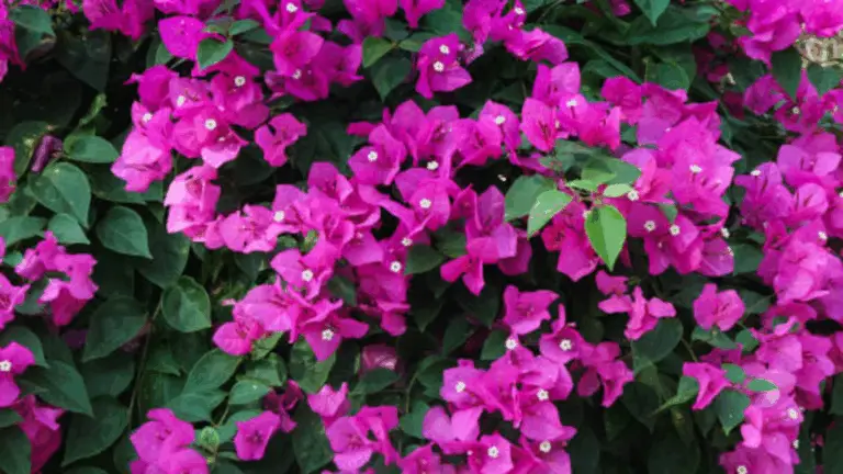 Cuidados Esenciales para la Bugambilia: Consejos para una Terraza Llenas de Belleza y Flores