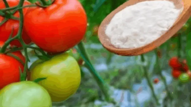 Mejora la Sabor de tus Tomates con Bicarbonato de Sodio