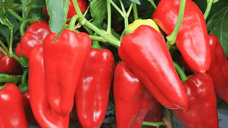 Un Potente Complemento Orgánico para Duplicar el Crecimiento de Tus Tomates, Pepinos y Pimientos