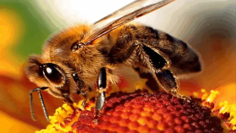La Importancia de las Abejas en Nuestra Cadena Alimentaria