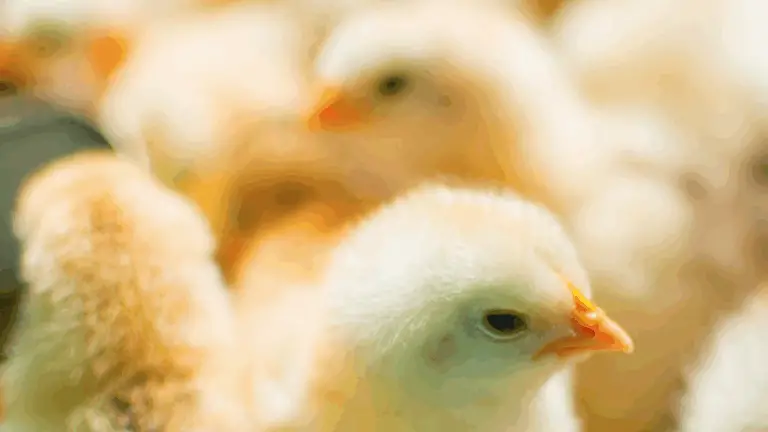 Cría de Polluelos Desde el Día Uno Hasta el Crecimiento: Una Guía Completa