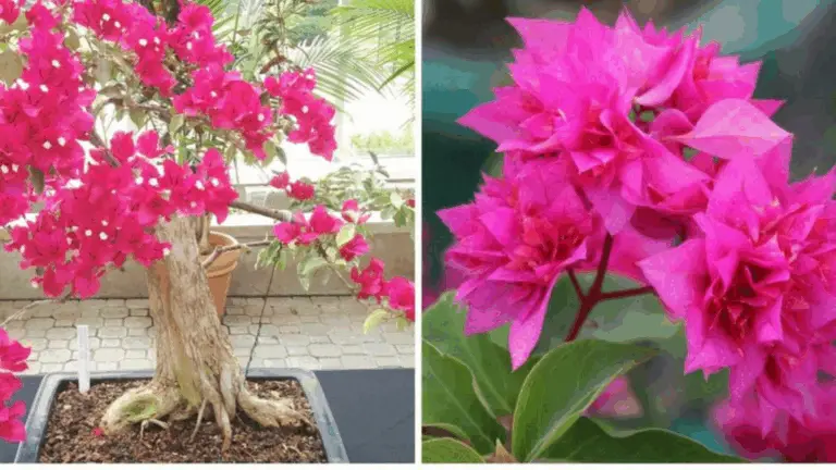 Cómo Cultivar Bougainvillas y Llenarlas de Flores