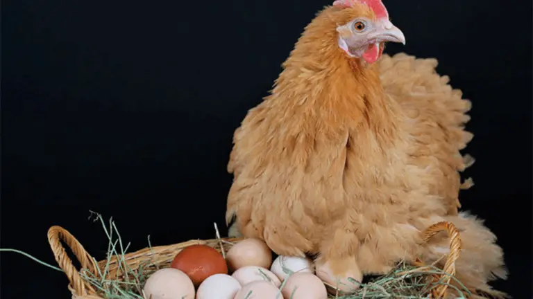 Consejos para Aumentar la Producción de Huevos