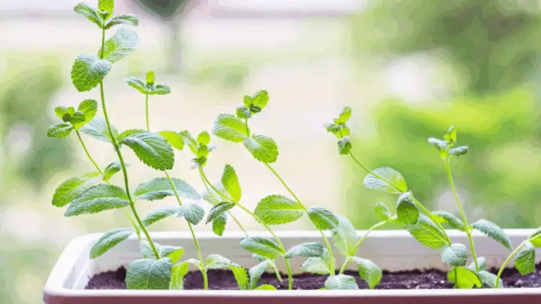 Haz Crecer Tus Plantas Cinco Veces Más Rápido