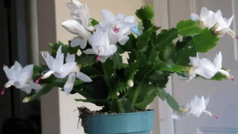 La Belleza de la Floración del Cactus de Navidad 🤍🍃🤍