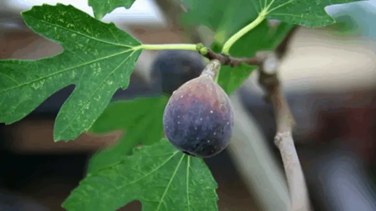 ¡Descubre el Tesoro Oculto de las Hojas de Higuera!