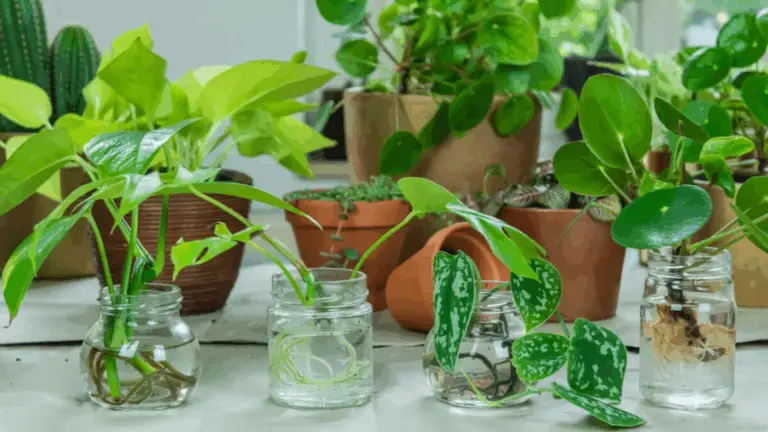 7 Plantas que Crecen y Florecen en Agua: ¡Sin Necesidad de Tierra!