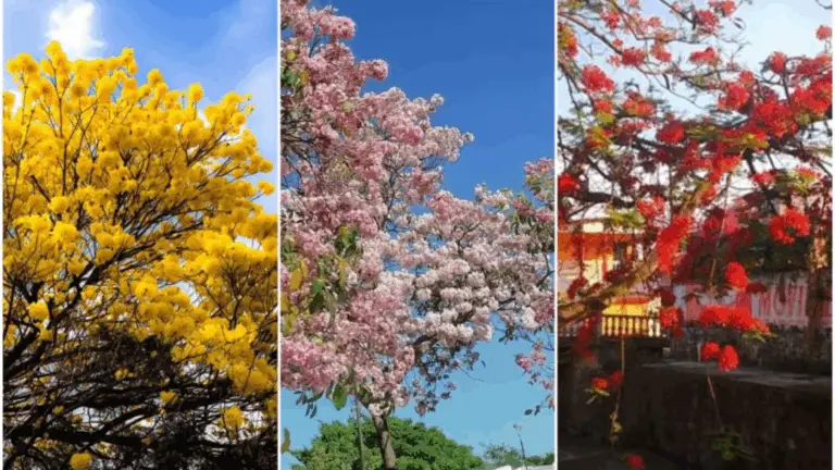 Árboles que Florecen: Una Explosión de Color para Tu Jardín