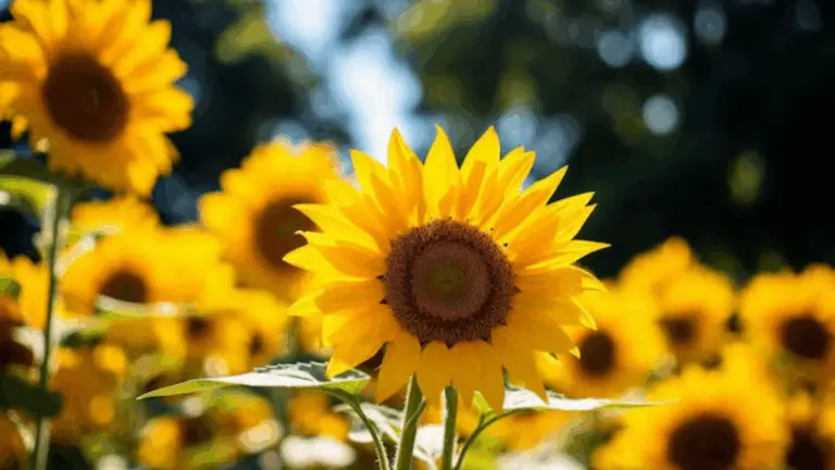 Crea Privacidad en tu Jardín con Girasoles