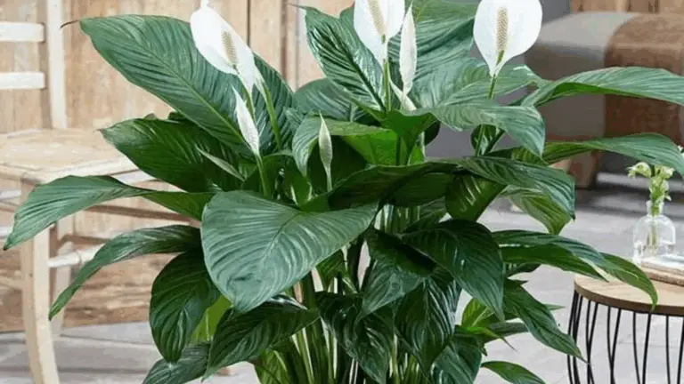 Truco Rápido del Día: Cómo Limpiar las Hojas del Lirio de la Paz