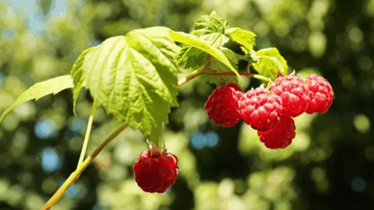 Cómo Cuidar Tus Ramas de Frambuesa para una Cosecha Abundante