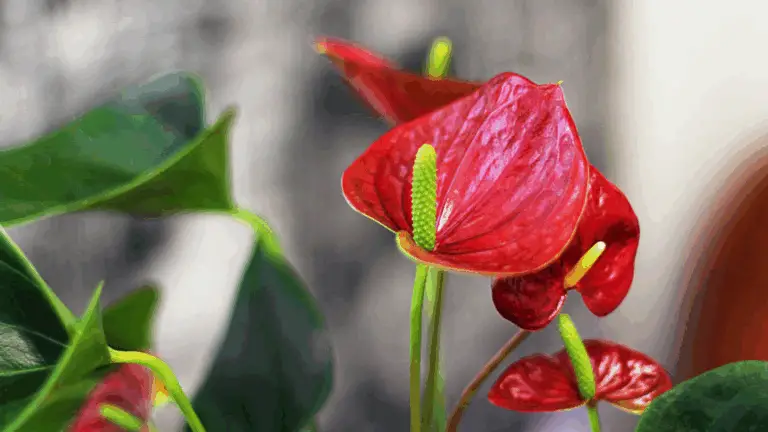 Cómo Asegurar una Floración Excepcional en tus Anthuriums