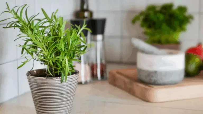 El Romero Nunca Se Secará: Consejos de Jardineros para Mantenerlo Fresco