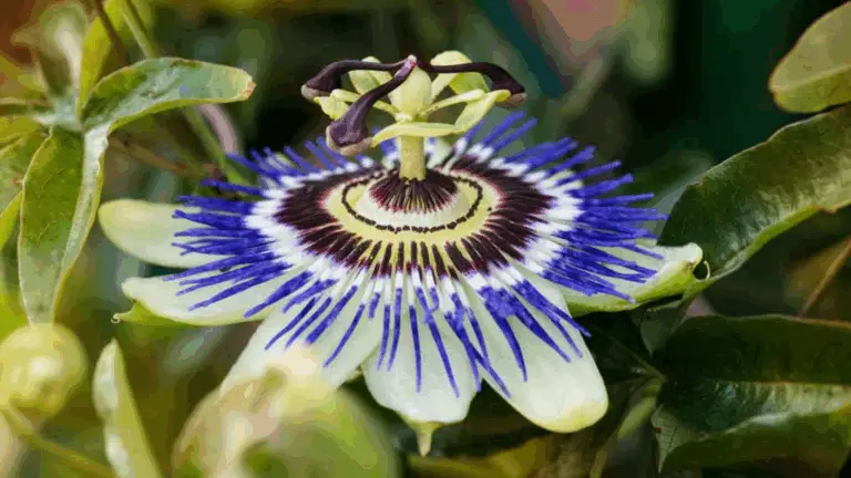 La Maravillosa Planta con Flores que Casi se Cuida Sola