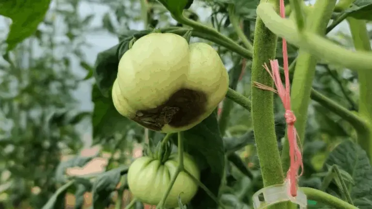 Cómo Solucionar las Puntas Oscuras en los Tomates: Entiende la Causa y Encuentra la Solución
