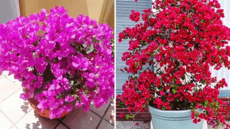 Guía Práctica para Cultivar Bougainvilleas en Macetas y Lograr una Floración Continua