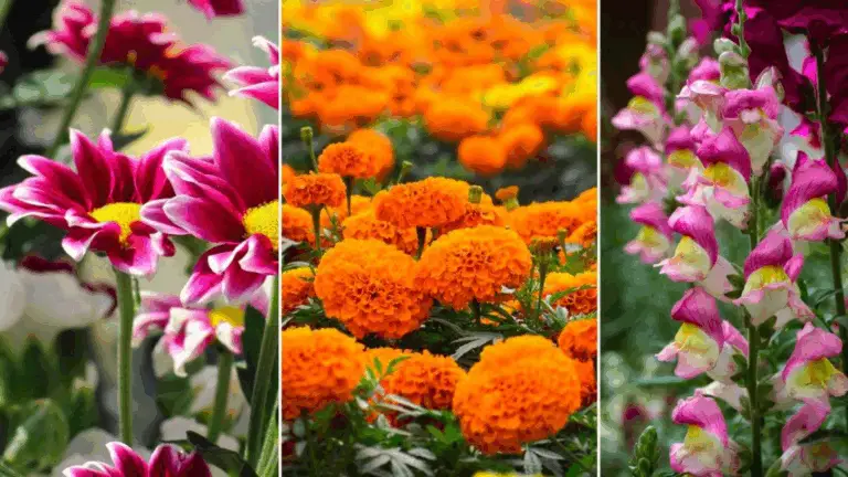 Plantas que Florecen Durante Todo el Año: ¡Llena Tu Jardín de Color!