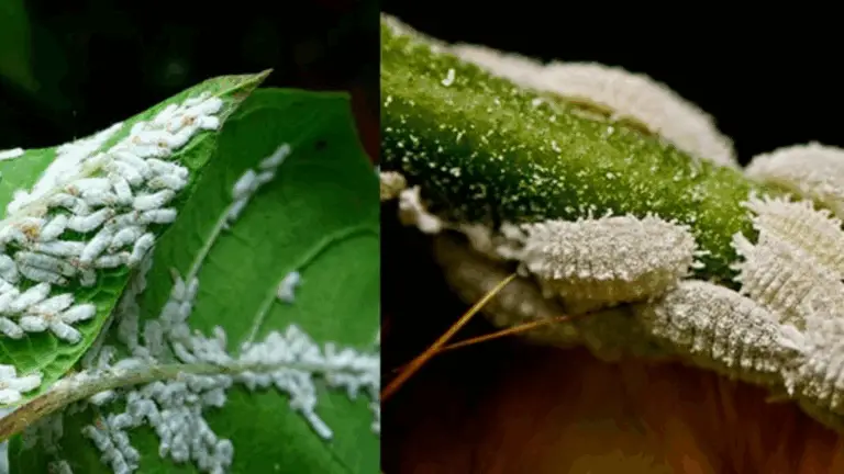 ¡ADIOS A LOS PULGONES! El Mejor Remedio Natural Contra los Pulgones en Solo 5 Minutos