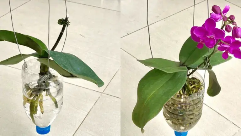 Cómo Cultivar Orquídeas Sin Regar: Raíces Fuertes y Flores Abundantes
