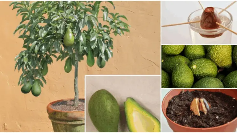 Cultiva Tu Propio Árbol de Aguacate en Casa: ¡Un Proyecto Gratificante!