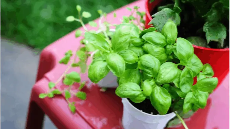 Si Tu Albahaca Tiene Flores, ¡No Las Tires! Descubre Cómo Aprovecharlas