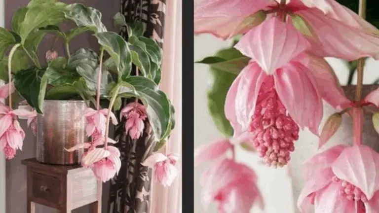 Médinilla Magnífica: La Joya de Tu Jardín de Interior