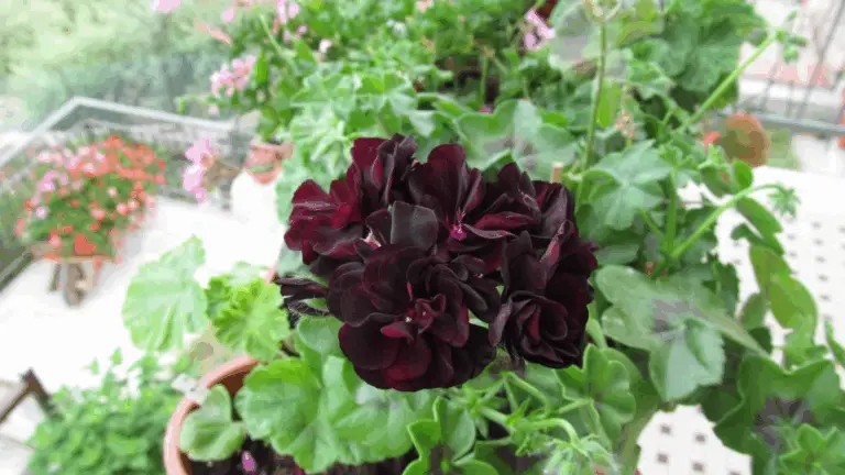 El Géranium Negro: La Flor Que Parece Salir de un Antiguo Hechizo 🌑🌿