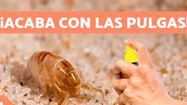 Cómo Deshacerte de las Pulgas de Tu Gato o Perro de Forma Natural