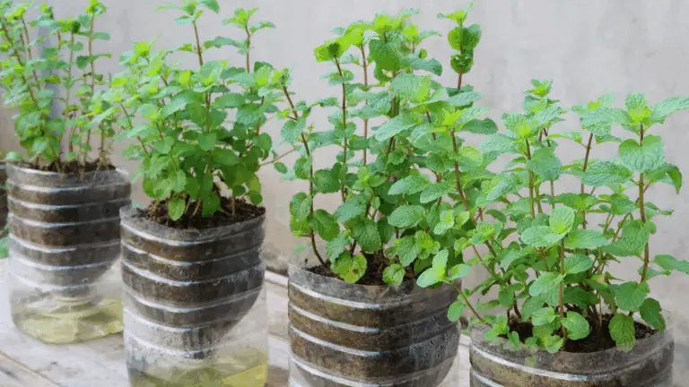 Cultivar Menta Durante Todo el Año con Botellas de Plástico