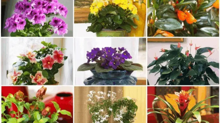 12 Plantas con Flores Ideales para Cultivar en Interiores