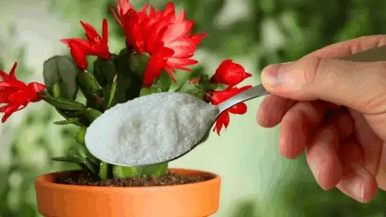 Despertar de Otoño: Revive tu Hogar con Flores Mediante un Pequeño Secreto