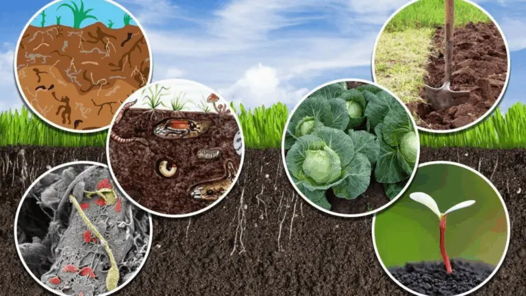 La Crítica Silenciosa del Suelo: Importancia de los Gusanos de Tierra