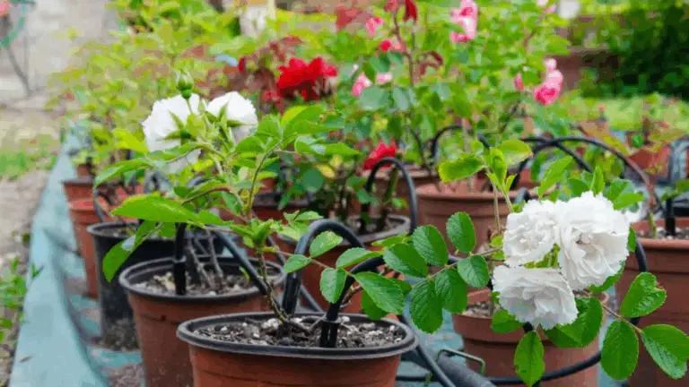 Cómo Propagar Rosales a partir de Esquejes: Una Guía Sencilla y Efectiva