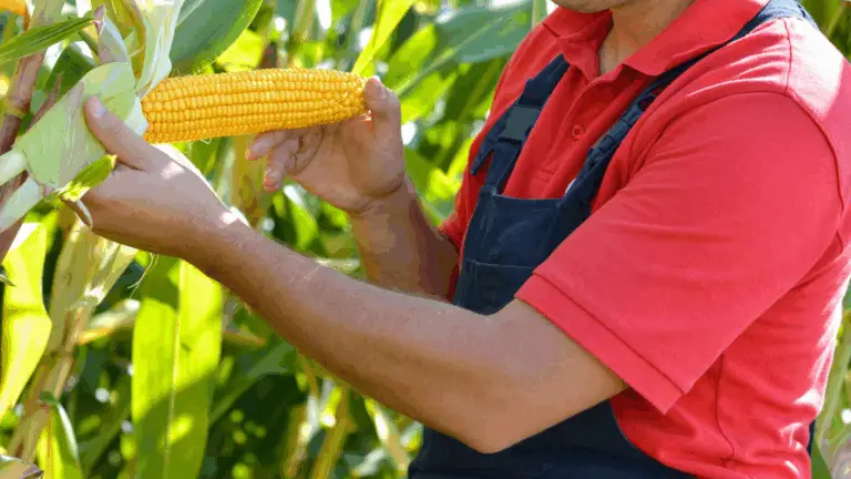 Mejora la Calidad de Tu Maíz: La Importancia de Doblarlo en el Momento Adecuado