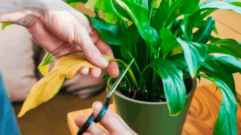 Cuidados para la Planta Lilie de Paz: Un Líquido que Hace la Diferencia