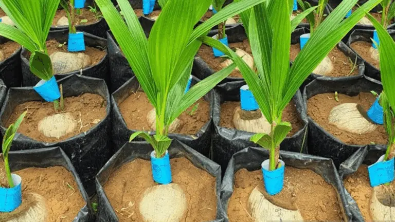 Cómo Hacer Crecer un Cocotero a Partir de una Coco Entera