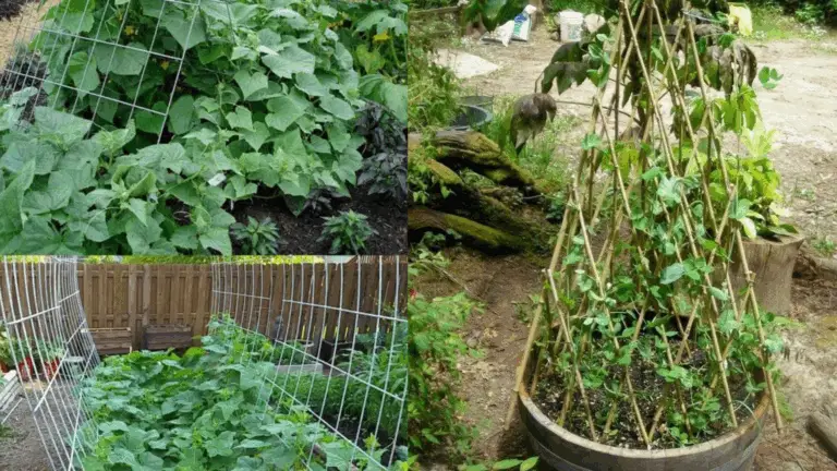 Ideas Fáciles para Hacer un Trellis de Pepinos DIY