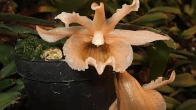 Eurychone Galeandrae: Un Tesoro de la Naturaleza