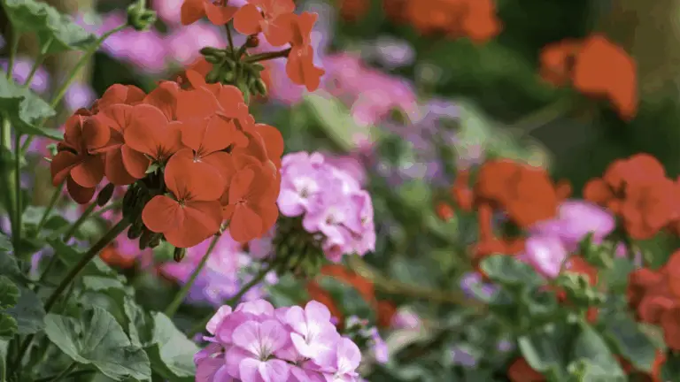 Pelargonios: Una Guía Completa para el Cultivo y el Cuidado