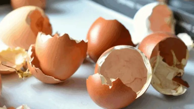 Coquillas de Huevo y Cáscaras: Fertilizantes Simples para Mayor Cosecha 🥚