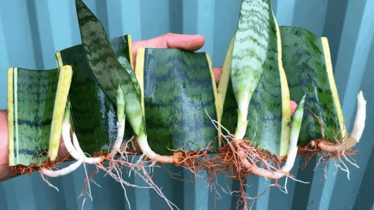 Multiplica tu Planta de Serpiente de Forma Fácil y Exitosamente 🌱