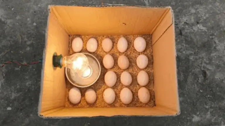 Guía de Bricolaje para Crear tu Propio Incubador Casero