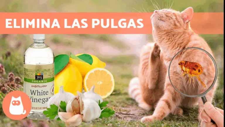 Cómo Eliminar Pulgas de Tu Gato o Perro con Métodos Simples y Naturales