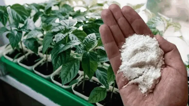 Cómo Preparar un Compost Rico en Calcio y Potasio para el Crecimiento de Tus Plantas